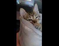 Tabby kitten wrapped in blanket push camera