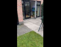 Dog running around yard and house having zoomies 
