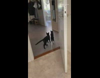 Two cat fetch play ball like dog