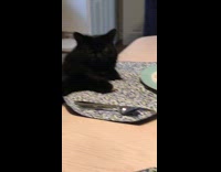 Black cat sit chair paws on table