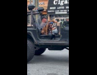 Collab WINY - Dog with visor rides jeep with owner