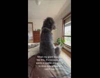 Dog falls back on owner for cuddles 