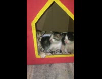 Three newborn kittens red yellow cardboard house 