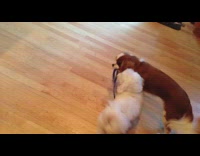 brown dog hold leash and pulls white dog for walk 