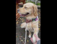 Golden retriever wants to hold hands