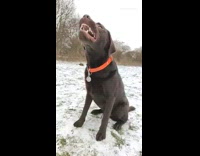 Brown dog catches treat in slow motion 