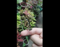 Guy with pet butterfly on his finger