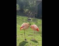 Goose stand one leg act like flamingo