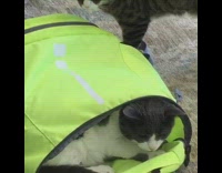 Cat hits other cat inside backpack 