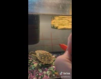 Collab BitchIG2 - Turtle tic tac toe