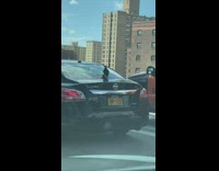 Pigeon stays on top of moving car 