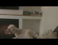 Brown poodle dog looks at bunny painting 