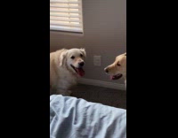 Collab Clips MPUGC - Dog pretends to be nice when moms watching 