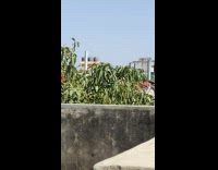 Two men play catch from the rooftop to another