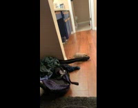 Brown prairie dog bites pulls shirt sleeve  