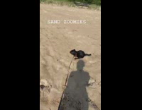Black puppy dog runs in circles sand