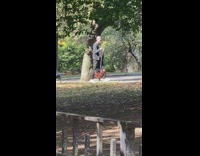 Man walks pet rooster on leash at park