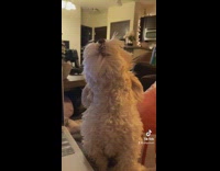 Small white dog howls along to Fleetwood Mac song 