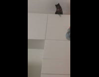 Cat on Cabinet Top Flicks Away Toy