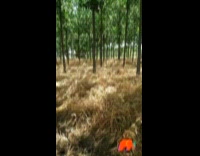 Field of Trampled Dried Wheat under Trees