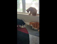 Cat stole water bowl from other cats