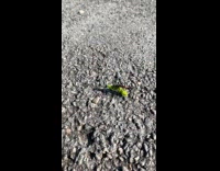 Ant carries caterpillar back to colony