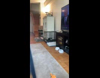 Guy takes shoe from husky puppy crate 