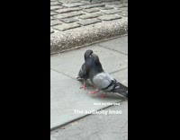 Pigeon rides on top of other pigeon after kissing 