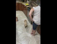 Brown dog whines and begs for salmon 