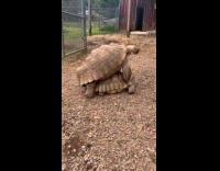 Collab Clips MPUGC2 - Tortoise makes strange sound while mating