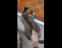 Cat sticks butt up when owner pets it