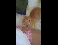 Orange kitten knead on pink shorts leg