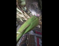 Grey large rat eats green corn husk 
