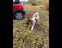Man startles dog with rake and dried leaves