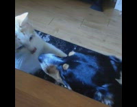 Dog wags tail while cat grooms it