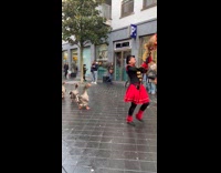 Parade of geese follow drummer band