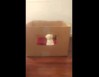 Black white kitten inside box meows