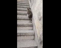 Puppy tries to climb up stairs 