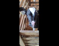 Cow Calf bites and sucks the hands with gloves of filmer