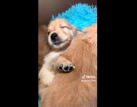 Collab DogIG - White Brown Puppies cuddling while sleeping