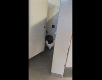 A raccoon inside a toilet public restroom stall