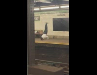 Man Stands on its Arms then Kisses Ground