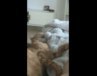 Asleep Cat Skids as Fabric Slips off Teeth