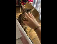 Collab PLC - Brown Cat on Chair Plays with Lady