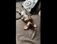 Puppy Dachshund lie down asleep on couch