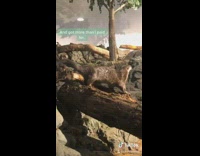 Brown otter dances twerks on log aquarium