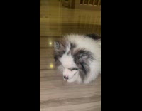 Dog growl when girl try to take sock