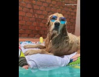 Golden retriever dog lays on pool float 