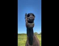 Black horse neighs at song grass 