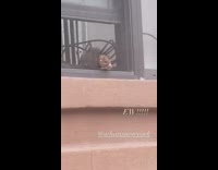 rat head stuck on window screen alive